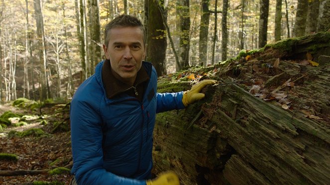 Terra X: Faszination Erde - mit Dirk Steffens: Planet der Wälder - Z filmu - Dirk Steffens