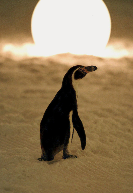 Amundsen der Pinguin - Filmfotos - Charly der Pinguin