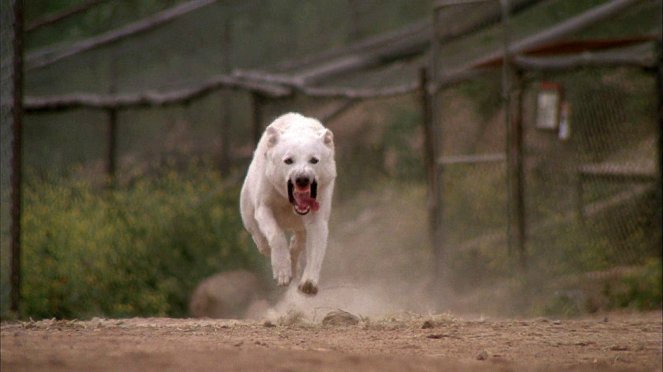 Perro blanco - De la película
