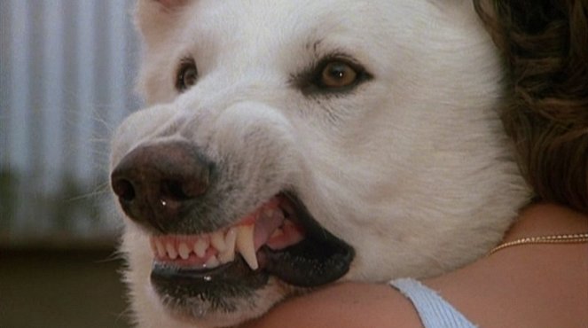 O Cão Branco - Do filme