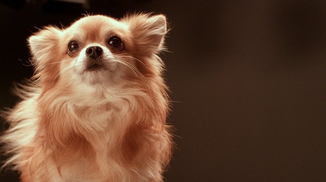 Secret Life of Dogs - Do filme