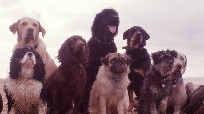 Secret Life of Dogs - Z filmu