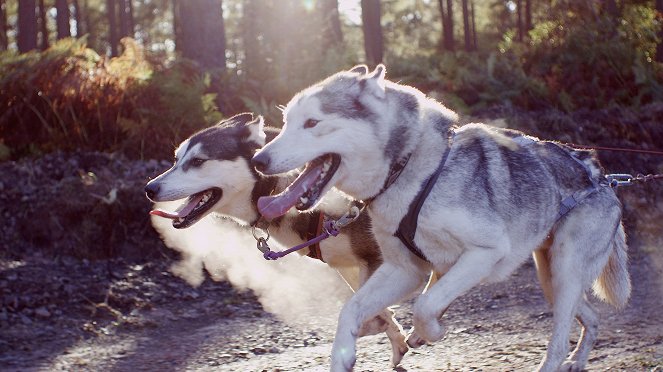 Secret Life of Dogs - De la película