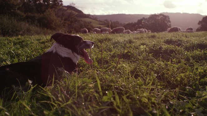 Secret Life of Dogs - Kuvat elokuvasta
