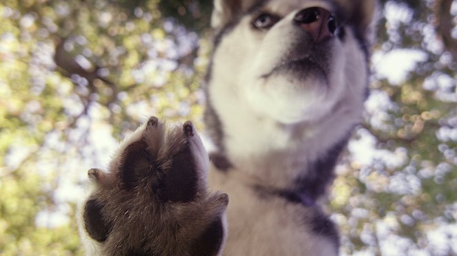 Die geheime Welt unserer Hunde - Filmfotos