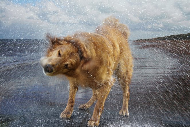Die geheime Welt unserer Hunde - Filmfotos