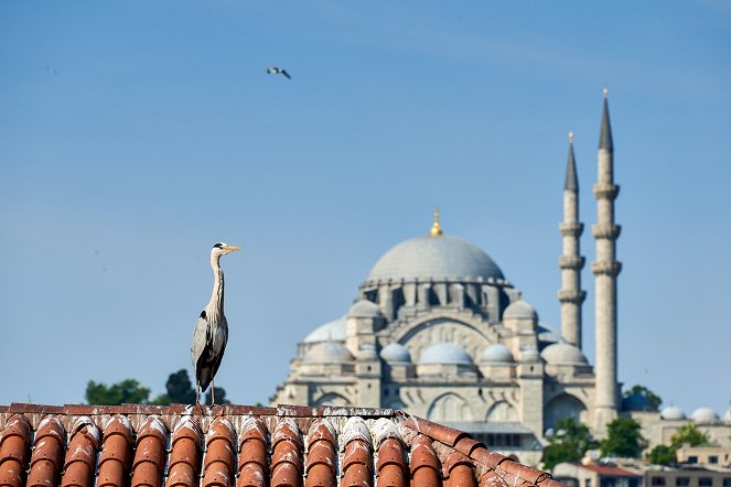 Universum: Wildes Istanbul - Z filmu