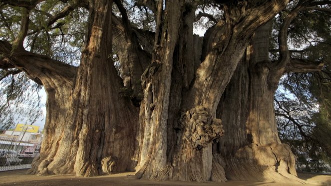 Ein Traum von Baum - Die Ewiglichen - Filmfotos