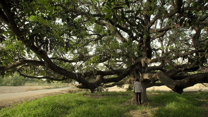 Histoires d'arbres - Les Sacrés - Film
