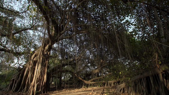 Histoires d'arbres - Van film