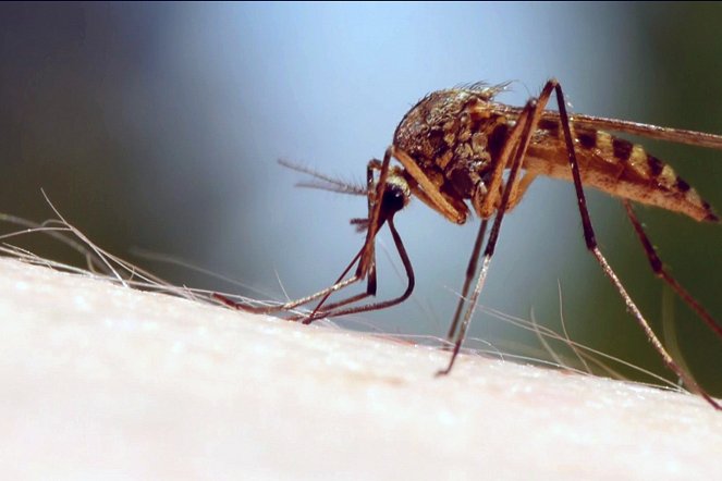 Zika - Die wahre Geschichte einer Epidemie - Filmfotos