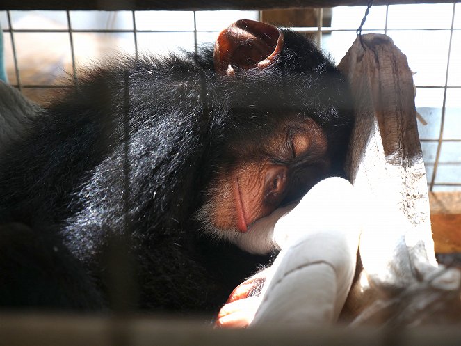 Rettung der Schimpansen - Filmfotos
