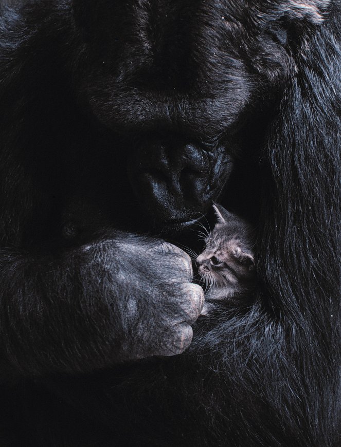 Tarina puhuvasta gorillasta - Kuvat elokuvasta