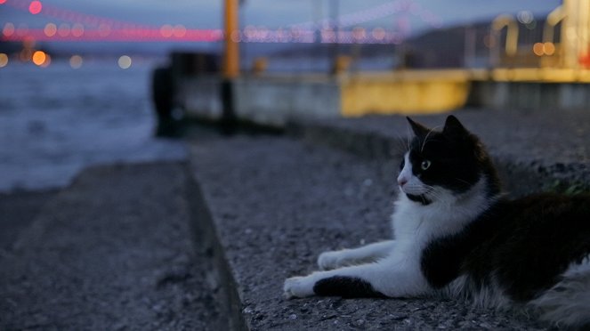 Kedi (Gatos de Estambul) - De la película