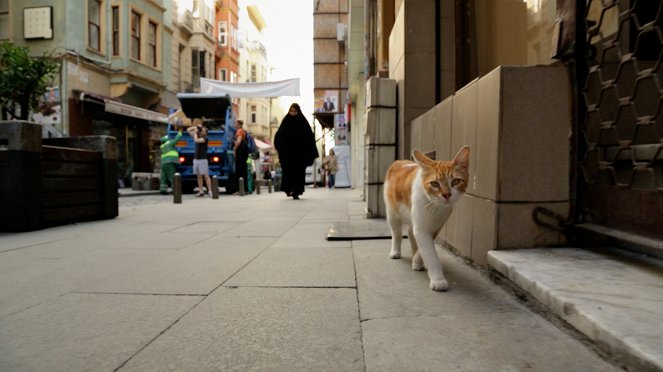 Kedi (Gatos de Estambul) - De la película