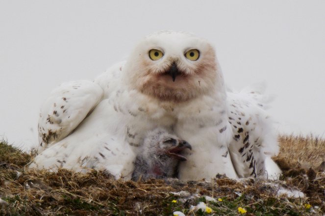 A Winter's Tale - The Journey of the Snowy Owls - Photos