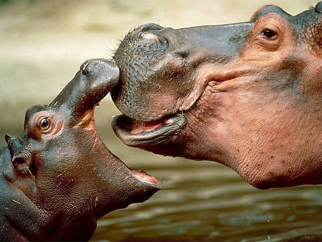 Close Up with the Hippos - Filmfotos