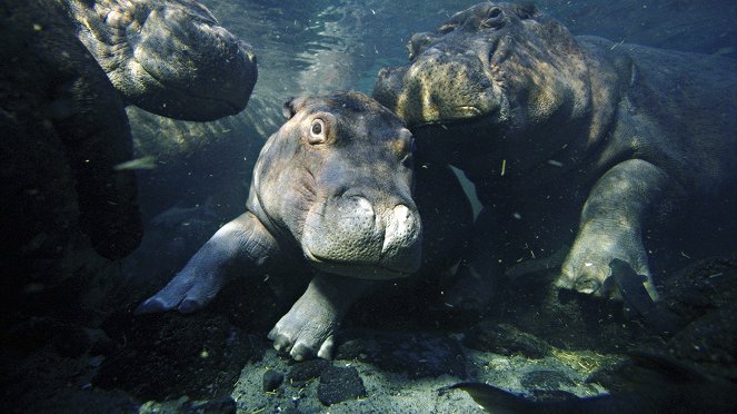 Close Up with the Hippos - Filmfotos
