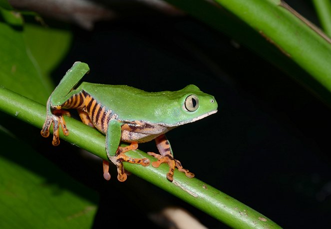 Natural World - Attenborough's Fabulous Frogs - Filmfotos
