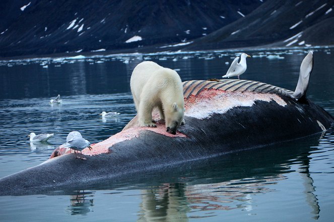 Les Métamorphoses de l'ours polaire - Do filme