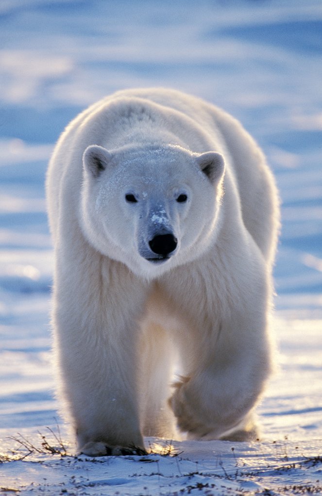 Les Métamorphoses de l'ours polaire - De la película
