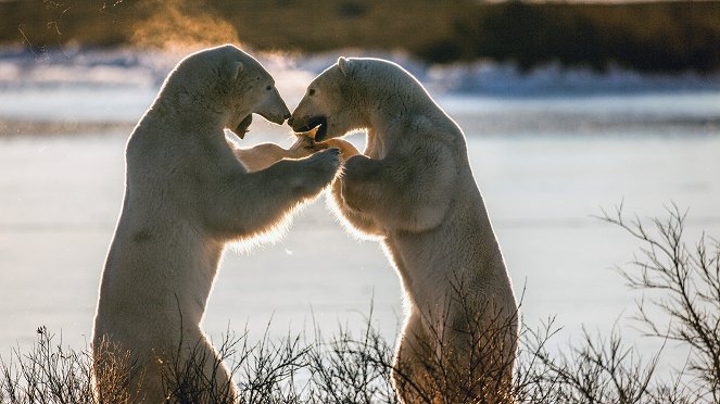 Proměny ledního medvěda - Z filmu