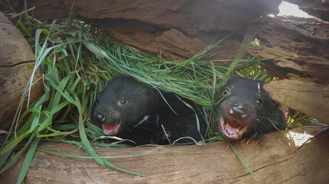 A tasmán ördögök titkos élete - Filmfotók