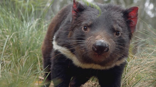 Tajný život tasmánských čertů - Z filmu