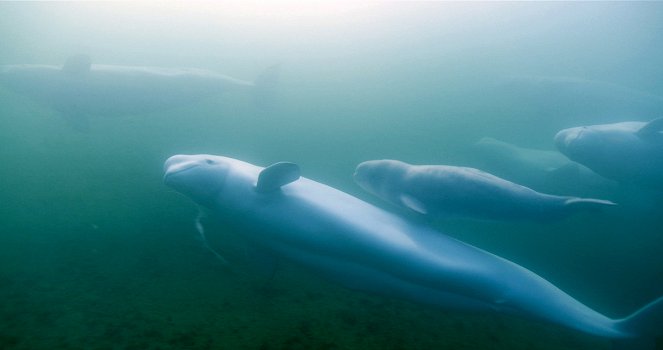 The Mystery of the Belugas - Photos