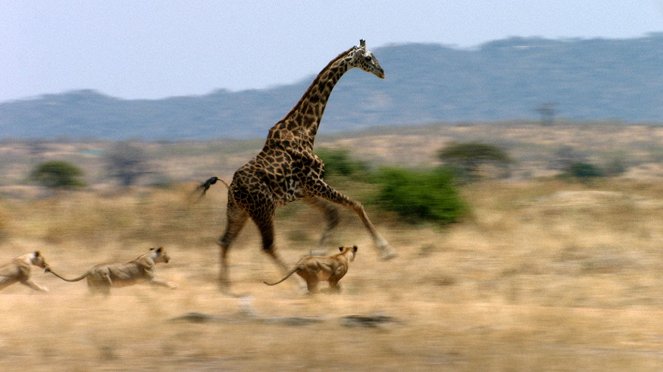 Lev vs. žirafa - Z filmu