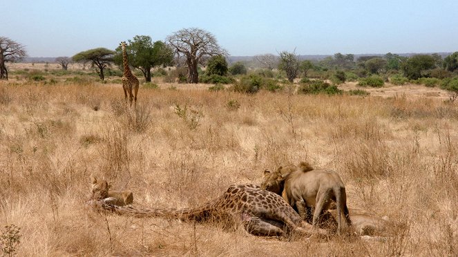 Löwe vs. Giraffe - Filmfotos