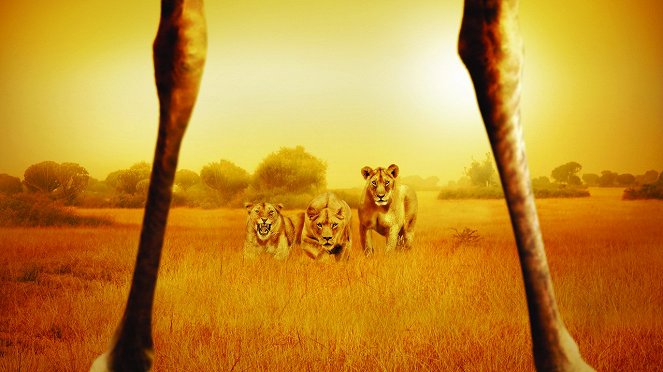 Löwe vs. Giraffe - Werbefoto