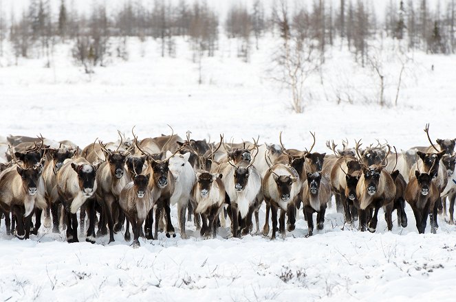 Siberia's Wild Year - Do filme