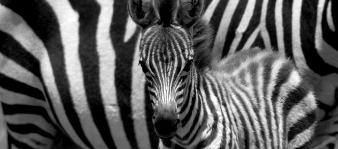Punda the Zebra - Photos