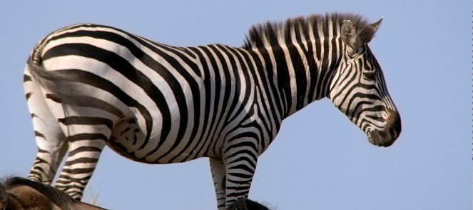 Punda the Zebra - Photos