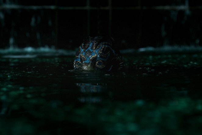The Shape of Water - Photos