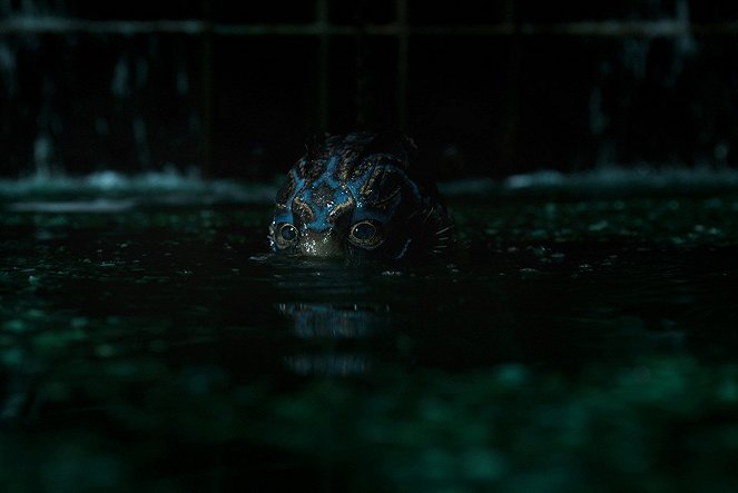 Shape of Water – Das Flüstern des Wassers - Filmfotos