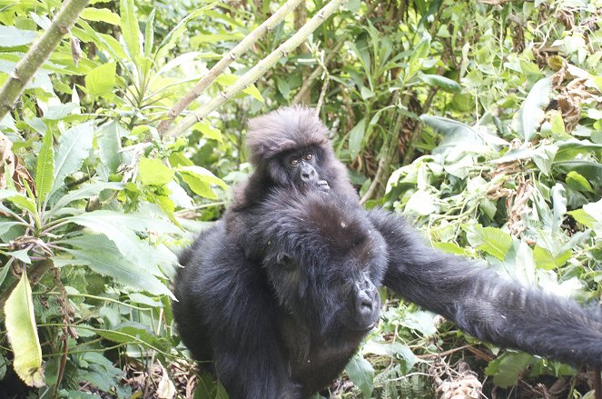 John Bishop's Gorilla Adventure - Photos