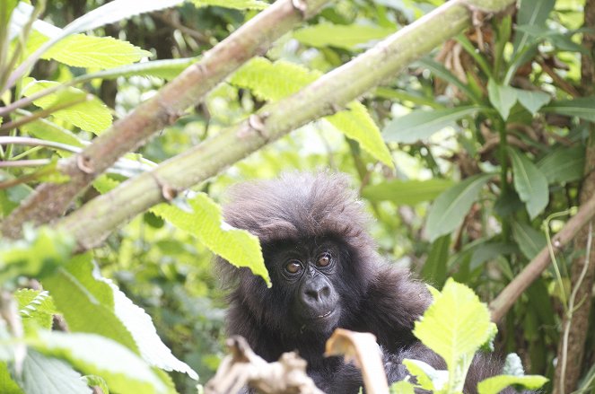 A nagy gorilla kaland - Filmfotók
