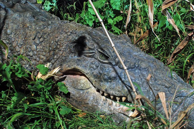 Million Dollar Crocodile – Die Jagd beginnt - Filmfotos