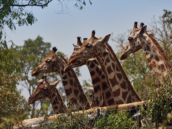 The Natural World - Season 35 - Giraffes: Africa's Gentle Giants - Film