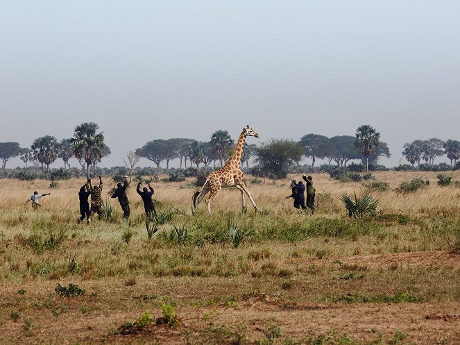 The Natural World - Season 35 - Giraffes: Africa's Gentle Giants - De la película