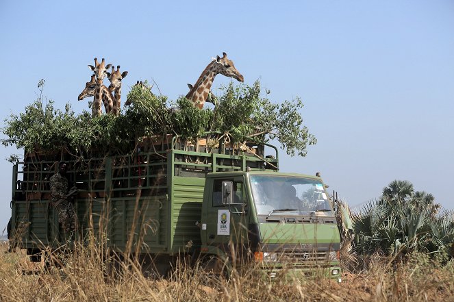 The Natural World - Giraffes: Africa's Gentle Giants - Van film