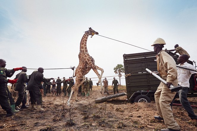 The Natural World - Giraffes: Africa's Gentle Giants - Van film