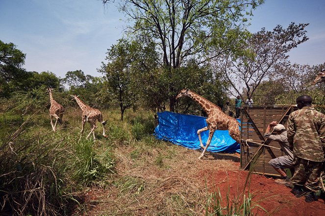 The Natural World - Giraffes: Africa's Gentle Giants - De la película
