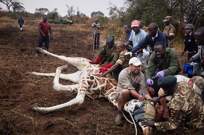 A természeti világ - Season 35 - Giraffes: Africa's Gentle Giants - Filmfotók