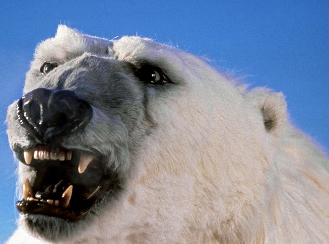 The Polar Bear King - Photos