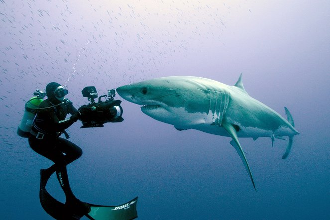 Shark - De la película