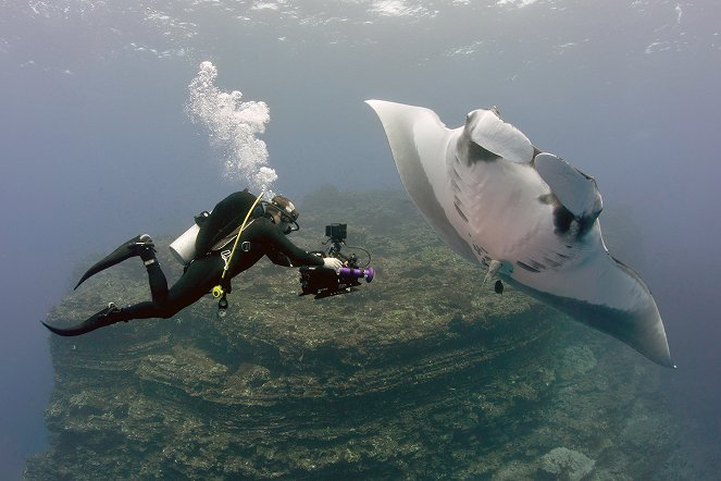 Die Welt der Haie - Filmfotos