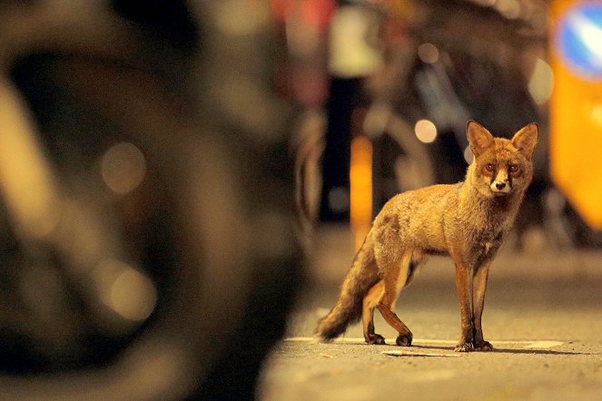 Aventures en terre animale - Le Renard de Londres - Filmfotók